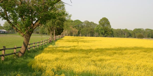 Coventry Farm YELLOW FIELD - iconic image