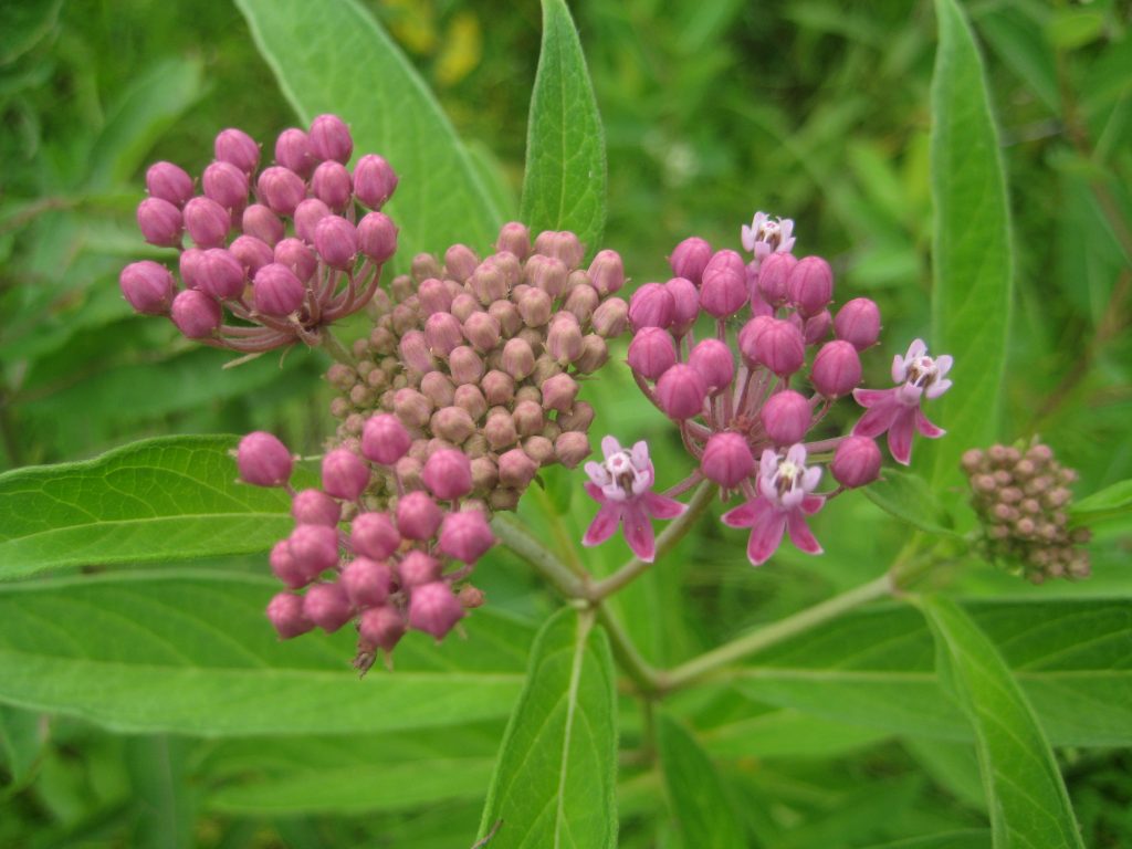 Native Plant Sale D&R Greenway