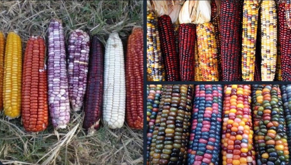 Corn colors | D&R Greenway