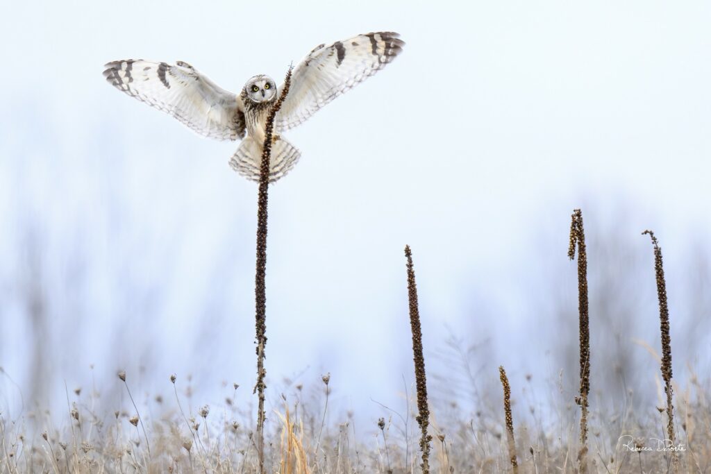 Angel of the Grasslands by Rebecca DePorte